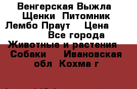 Венгерская Выжла. Щенки. Питомник Лембо Праут. › Цена ­ 35 000 - Все города Животные и растения » Собаки   . Ивановская обл.,Кохма г.